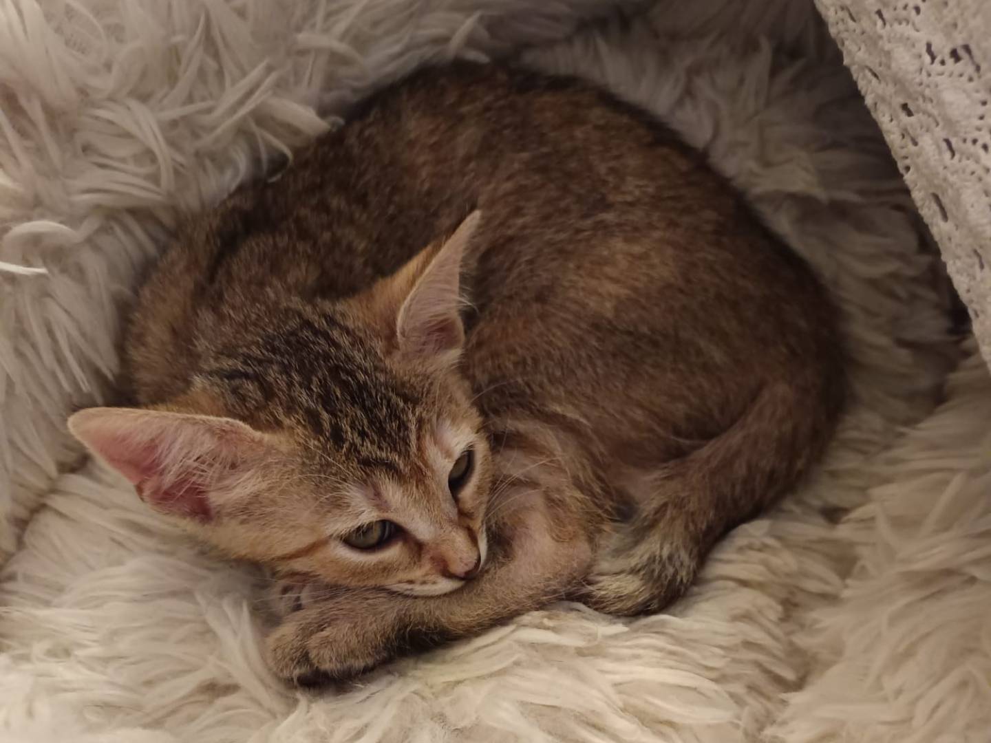 Adozione gatto, femmina, Razza sconosciuta Razza sconosciuta, 3 mesi, taglia non valida, Parma