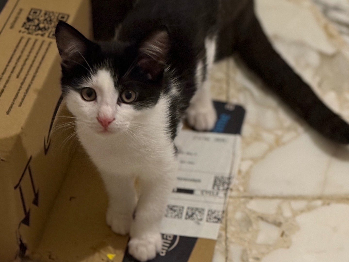 Adozione gatto, maschio, Razza sconosciuta Razza sconosciuta, 3 mesi, taglia non valida, Bari