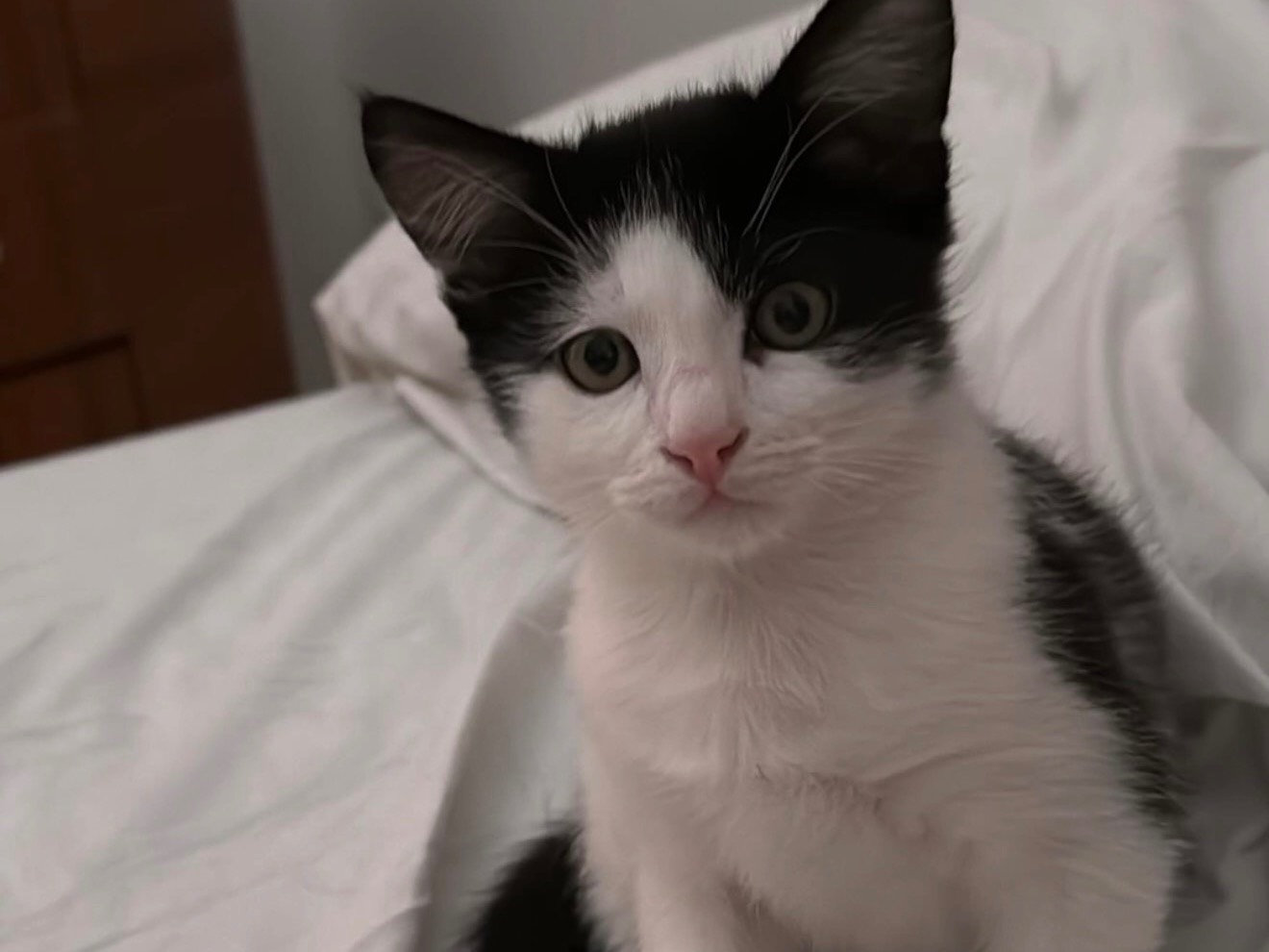 Adotta un gatto, maschio, 3 mesi, Bari