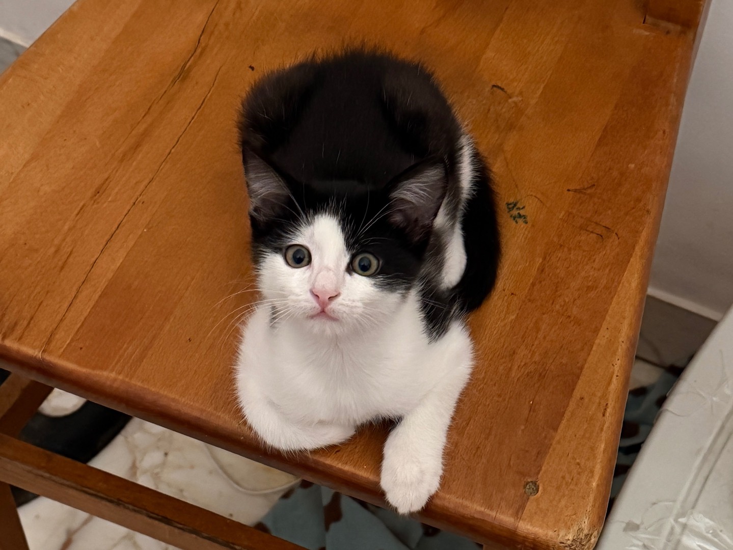Adotta un gatto, taglia non valida, maschio, Bari