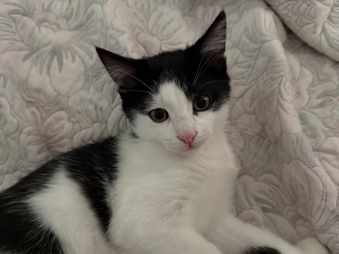 Vuoi adottare un gatto a Bari?