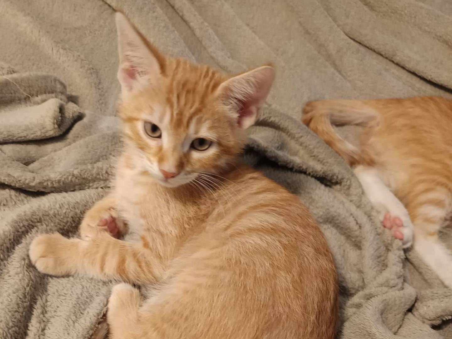 Adozione gatto, maschio, Razza sconosciuta Razza sconosciuta, 3 mesi, taglia non valida, Parma