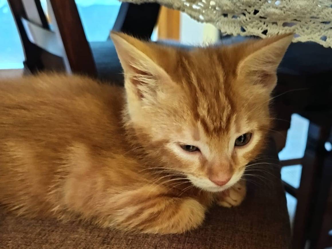 Adozione gatto, maschio, Razza sconosciuta Razza sconosciuta, 3 mesi, taglia non valida, Parma