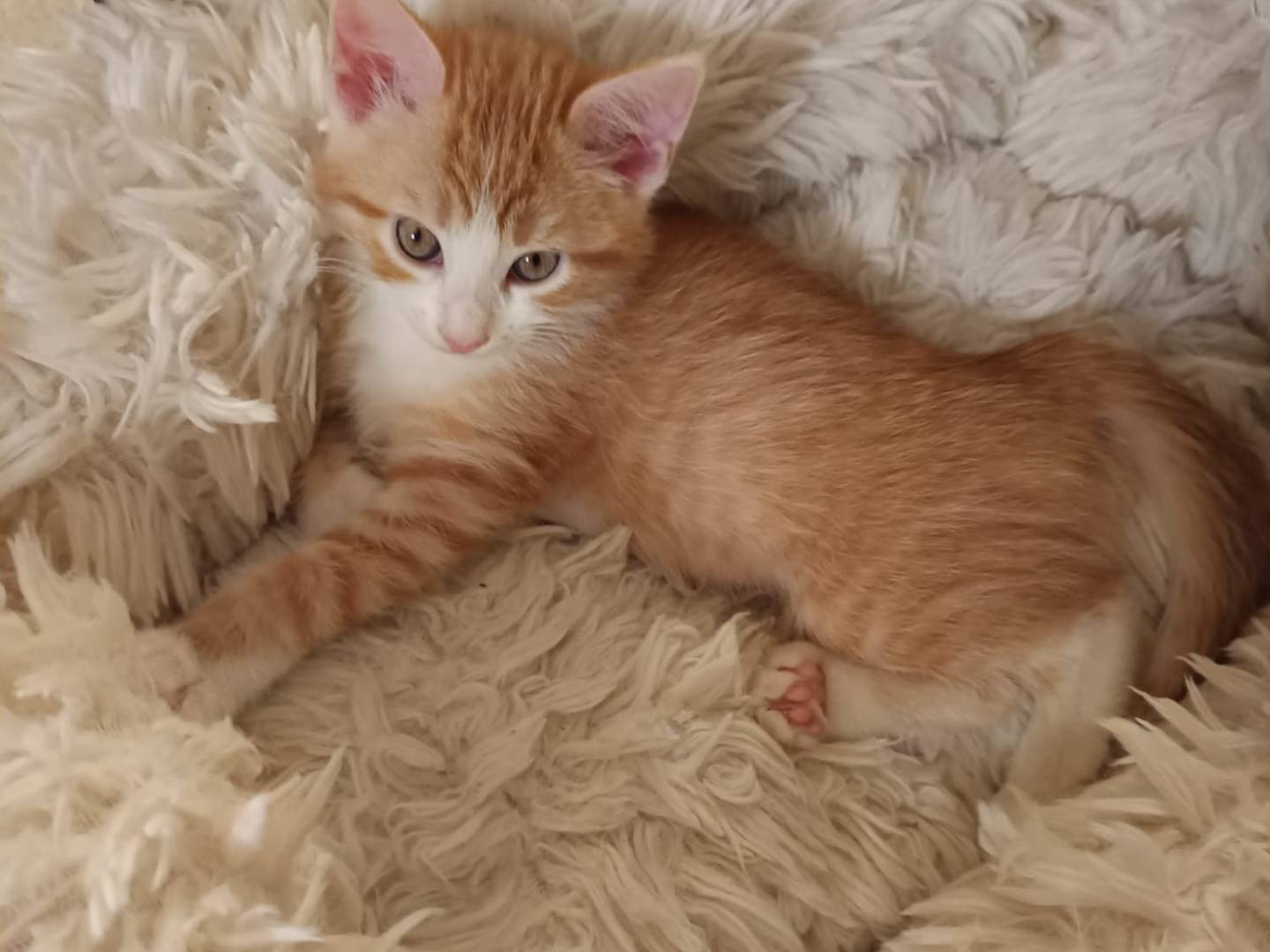 Adozione gatto, maschio, Razza sconosciuta Razza sconosciuta, 3 mesi, taglia non valida, Parma