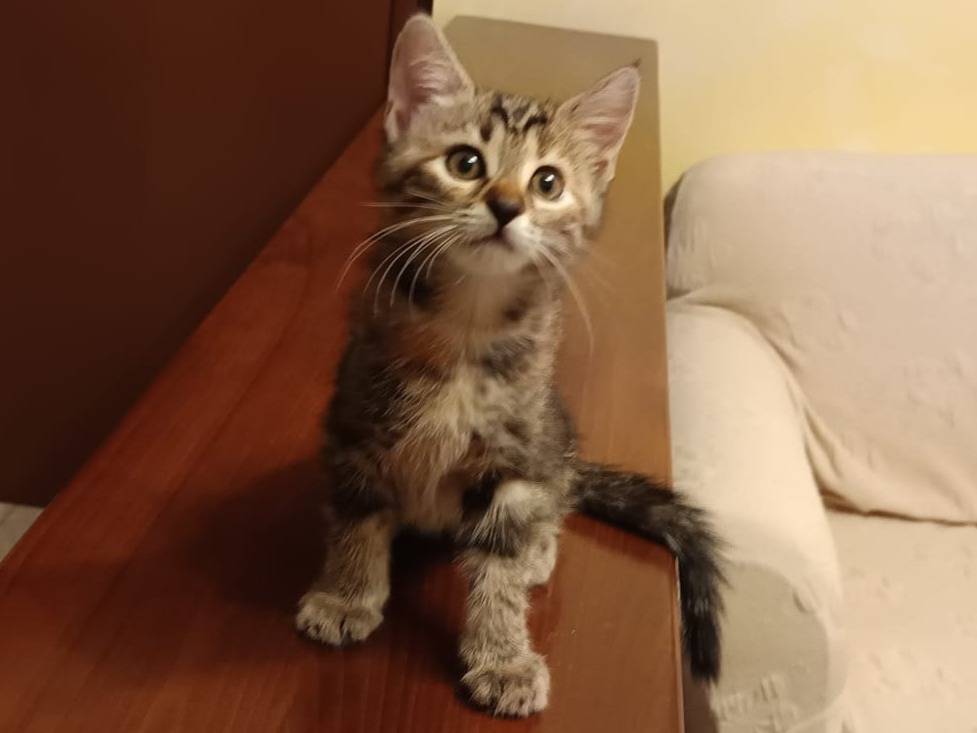 Adozione gatto, femmina, Razza sconosciuta Razza sconosciuta, 3 mesi, taglia non valida, Parma