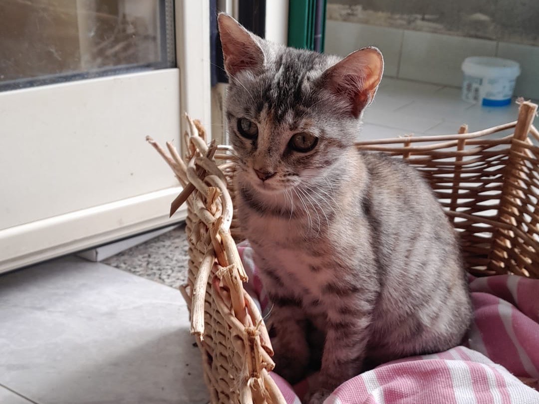 Adozione gatto, femmina, Razza sconosciuta Razza sconosciuta, 3 mesi, taglia non valida, Genova