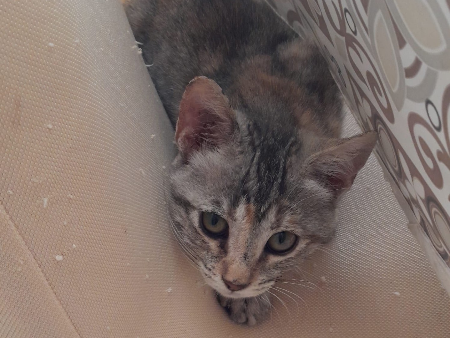 Adotta un gatto, femmina, 3 mesi, Genova