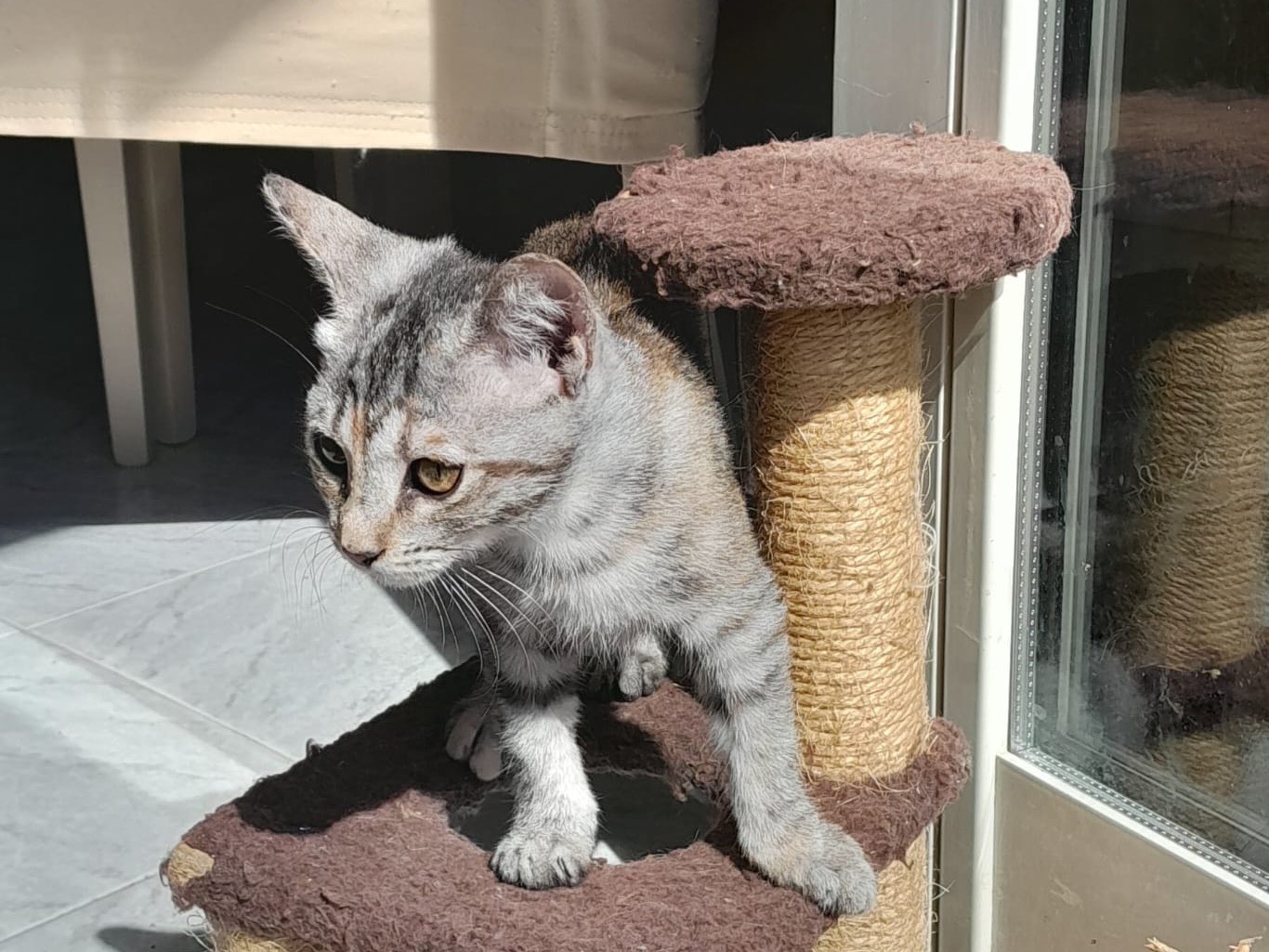 Adotta un gatto, taglia non valida, femmina, Genova