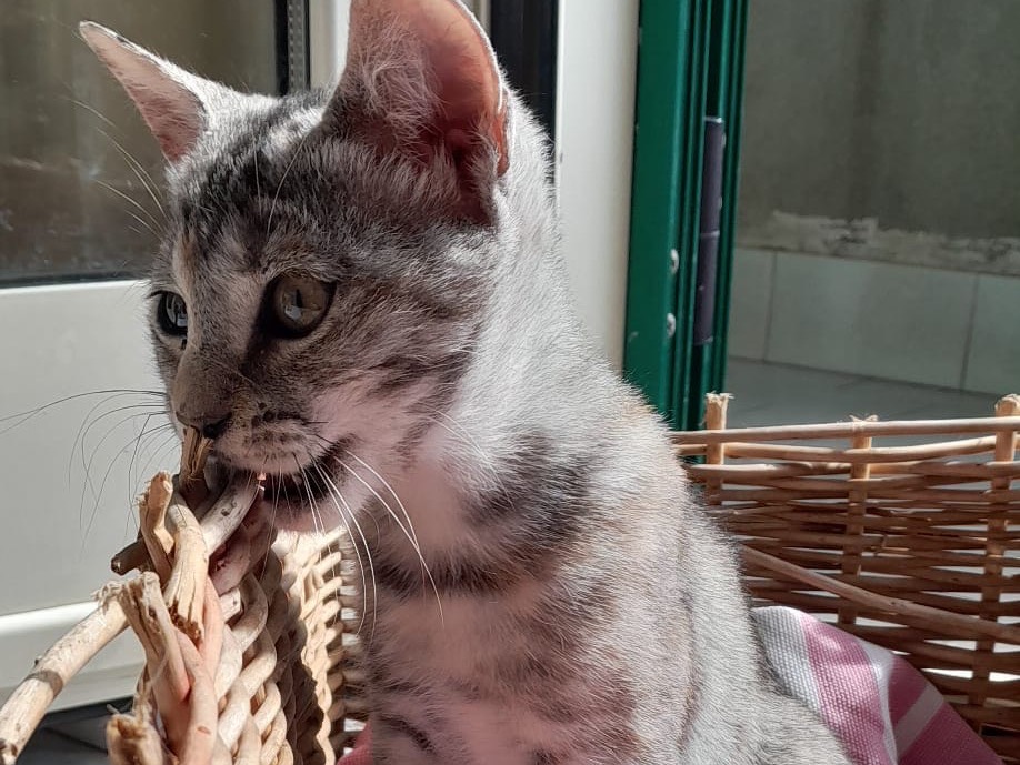 Vuoi adottare un gatto a Genova?