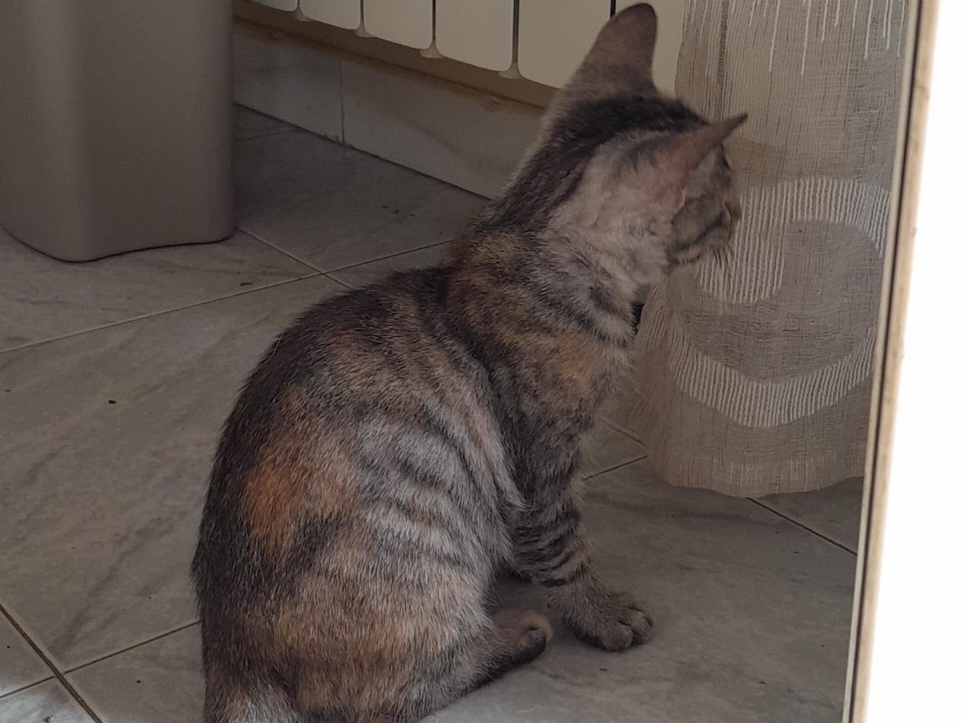 Adotta il gatto Java a Genova
