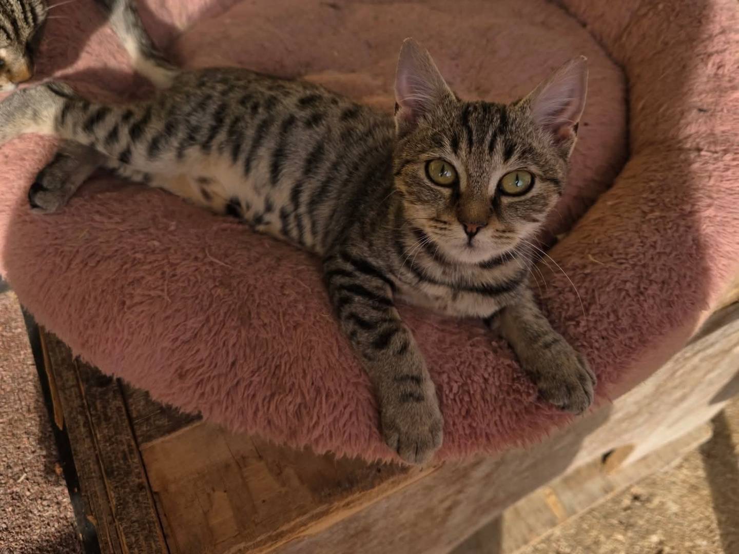 Adozione gatto, maschio, Razza sconosciuta Razza sconosciuta, 2 mesi, taglia non valida, Roma