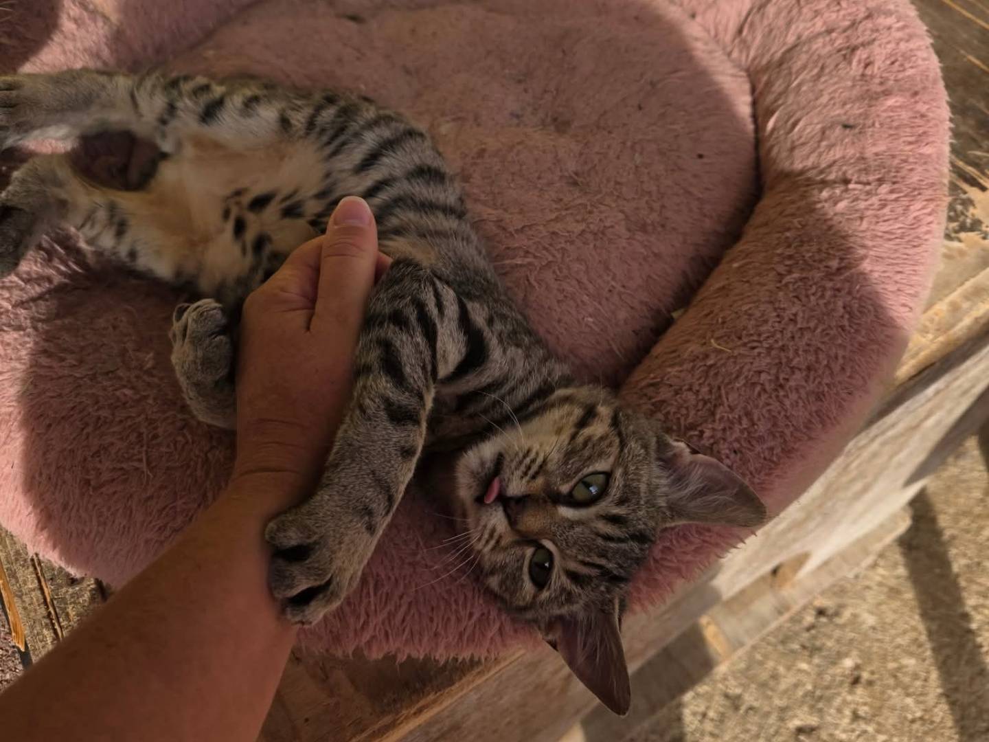 Adotta un gatto, maschio, 2 mesi, Roma