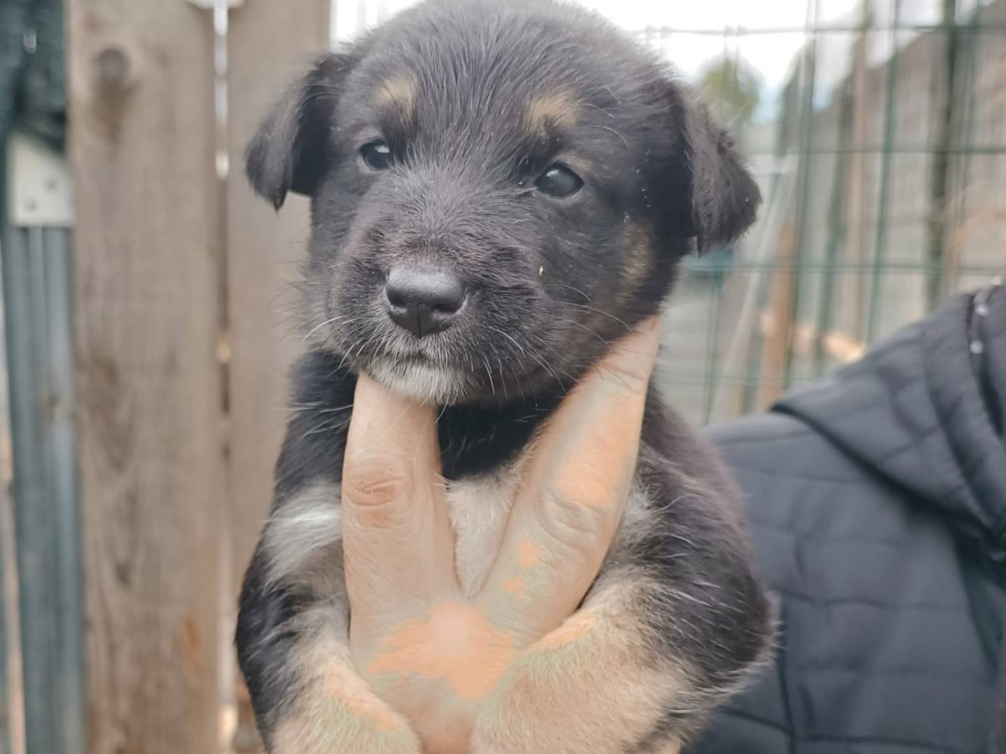 Adozione cane, femmina, Pastore tedesco Razza sconosciuta, 2 mesi, taglia media, Ferrara