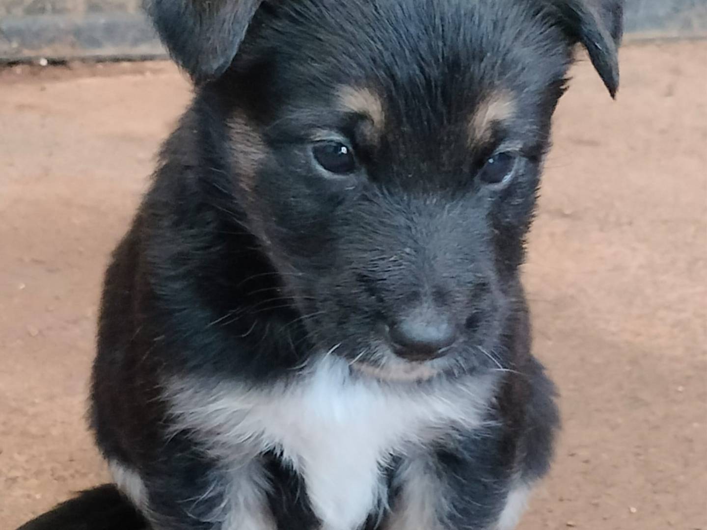 Adotta un cane, femmina, 2 mesi, Ferrara