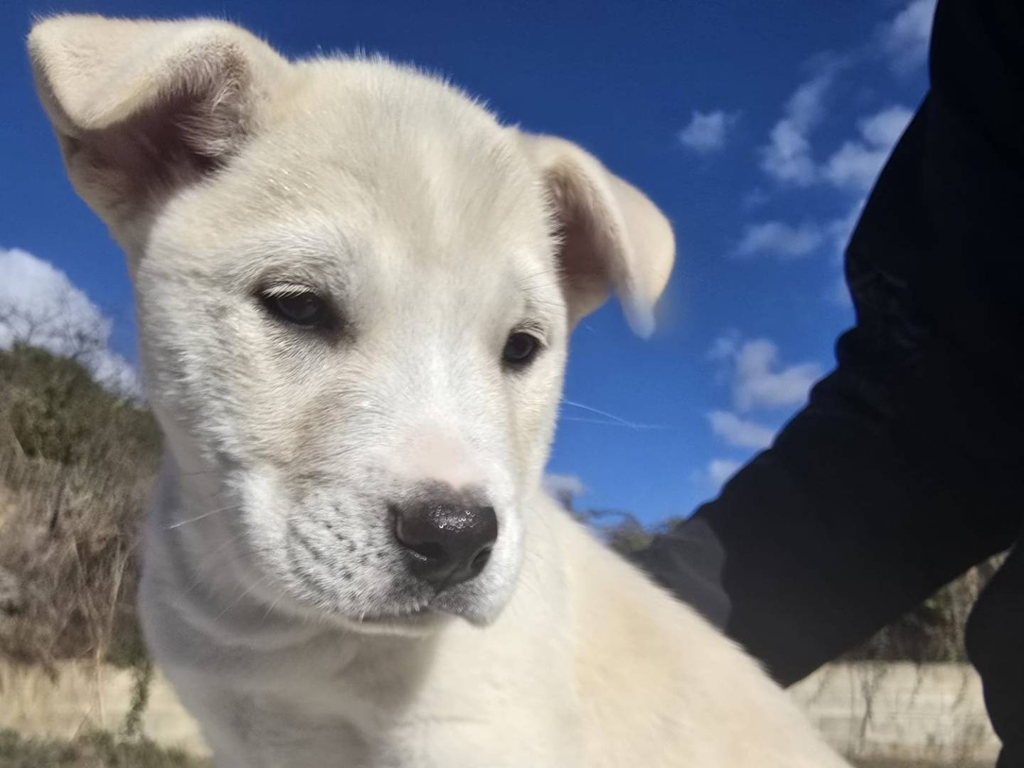 Adozione cane, femmina, Razza sconosciuta Akita, 3 mesi, taglia media, Torino