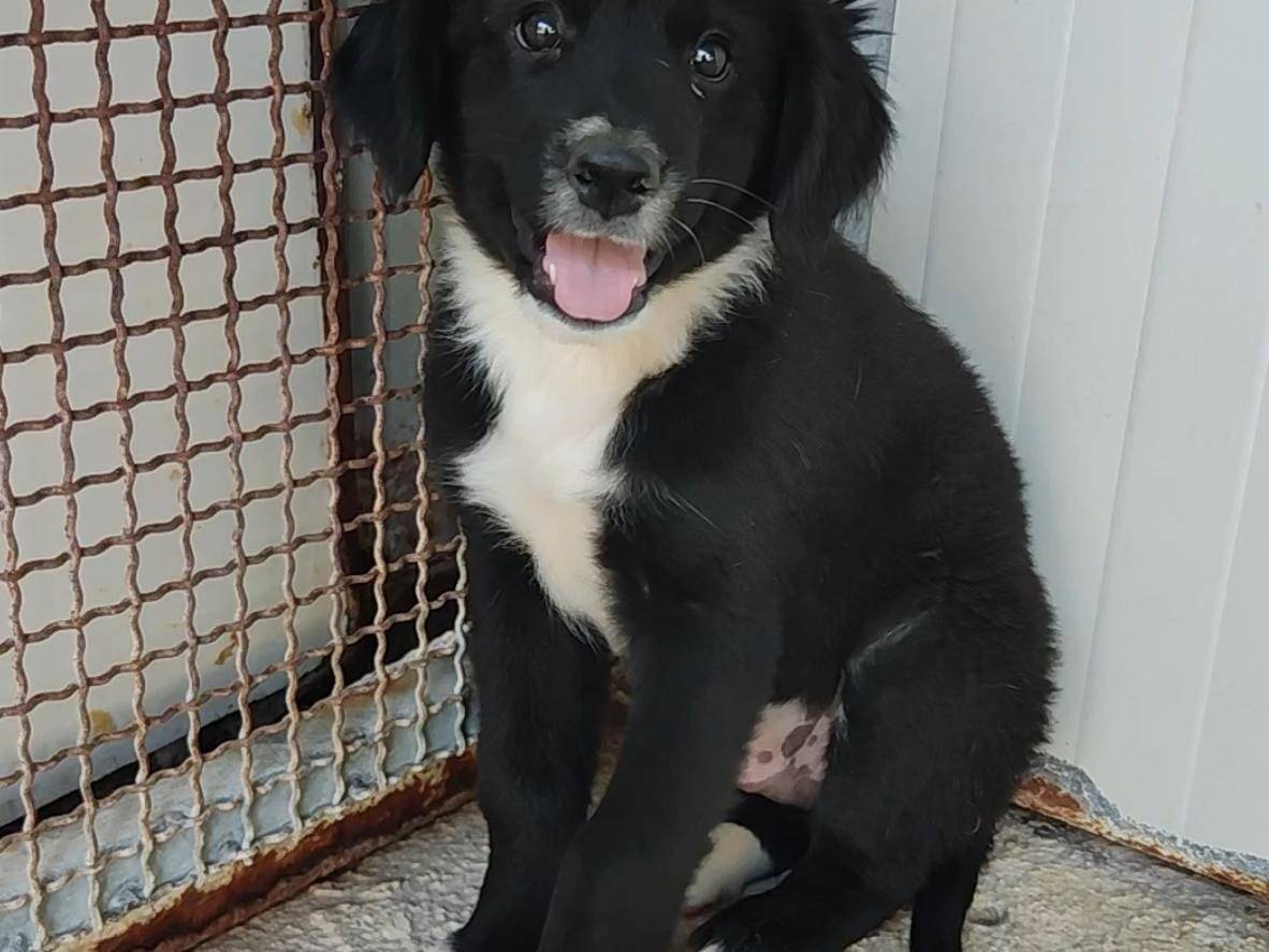 Adozione cane, maschio, Razza sconosciuta Razza sconosciuta, 4 mesi, taglia media, Palermo