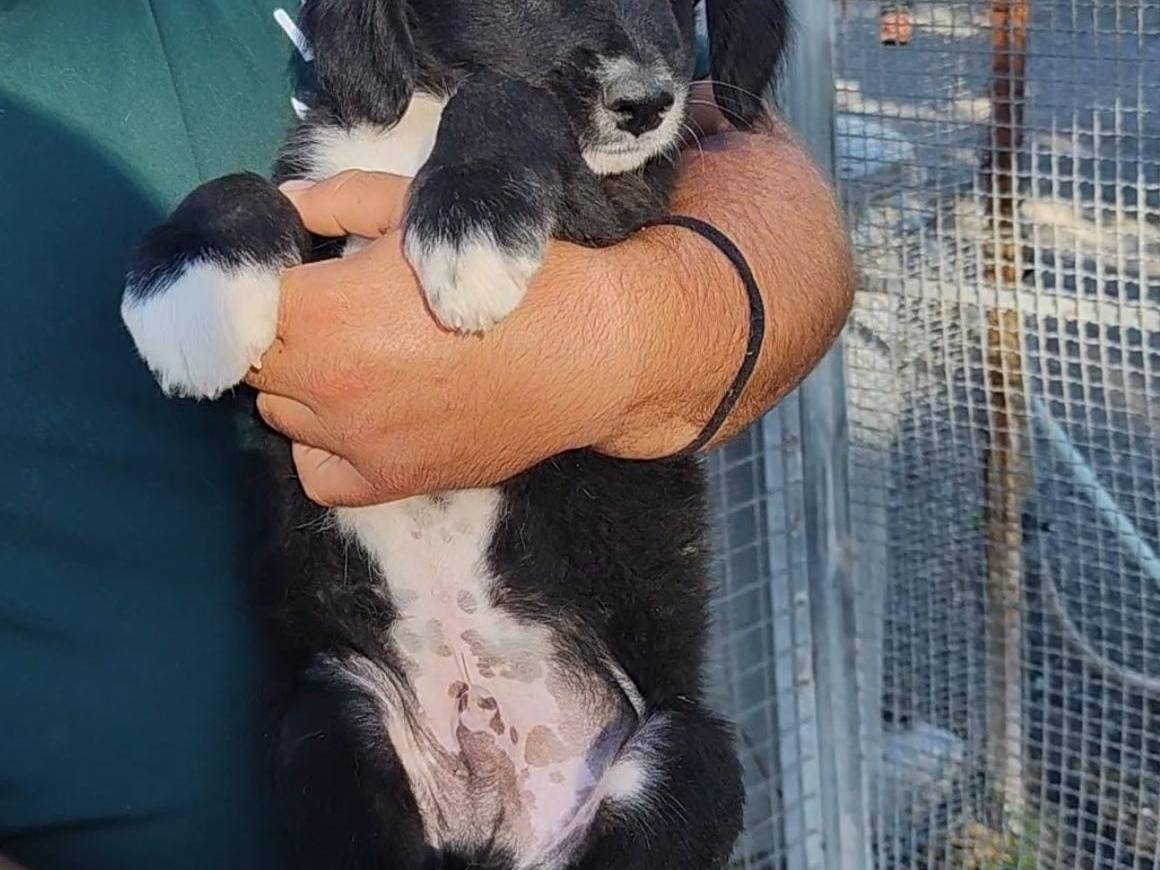 Adotta un cane, maschio, 4 mesi, Palermo