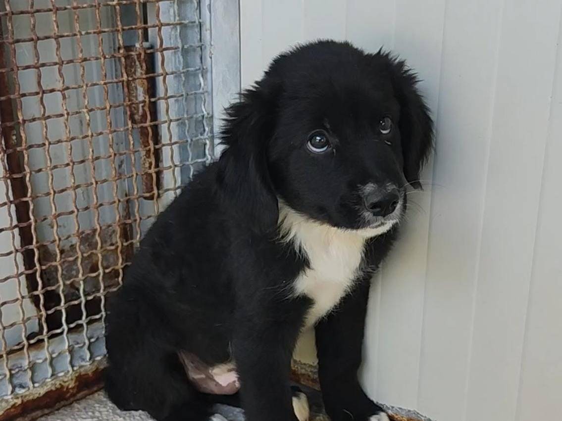 Adotta un cane, taglia media, maschio, Palermo