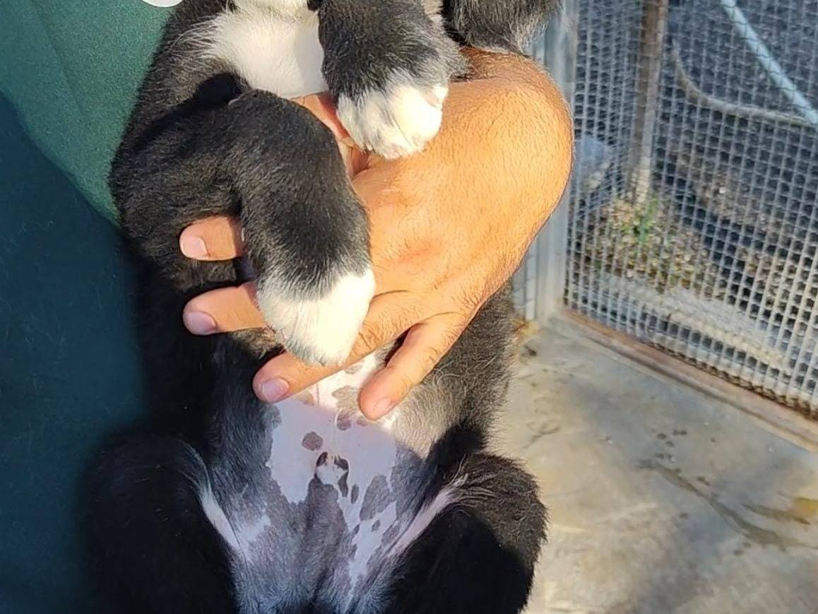 Vuoi adottare un cane a Palermo?
