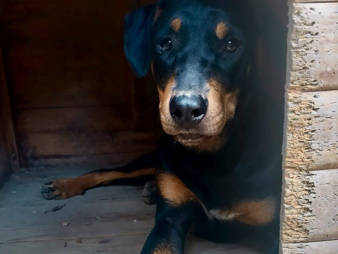Adozione cane, femmina, Razza sconosciuta Razza sconosciuta, 9 mesi, taglia piccola, Napoli