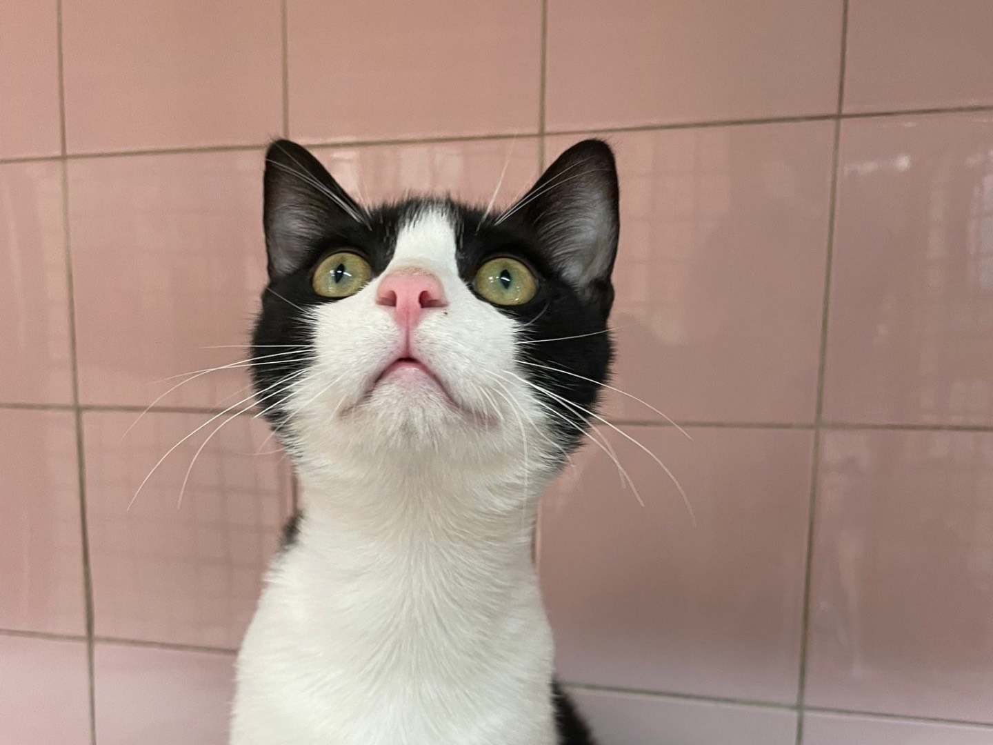 Adozione gatto, maschio, Razza sconosciuta Razza sconosciuta, 7 mesi, taglia non valida, Milano