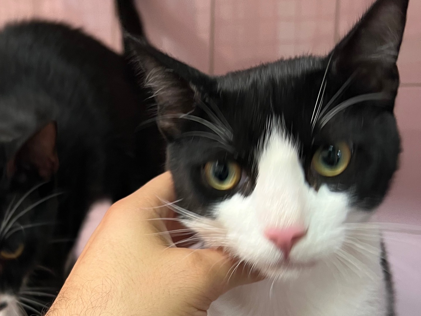 Adotta un gatto, maschio, 7 mesi, Milano