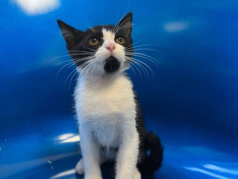 Adozione gatto, femmina, Razza sconosciuta Razza sconosciuta, 3 mesi, taglia non valida, Avellino
