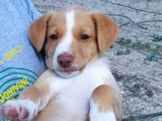 Adozione cane, maschio, Piccolo Levriero Italiano Razza sconosciuta, 1 mesi, taglia piccola, Padova