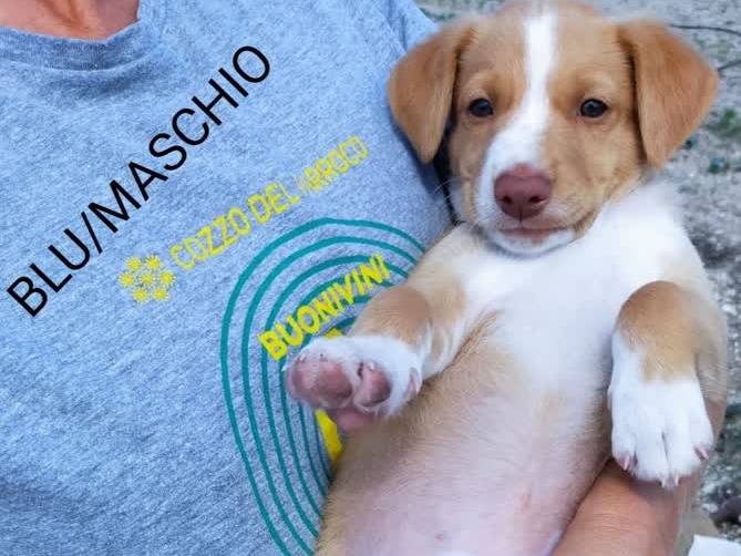 Adotta un cane, maschio, 1 mesi, Padova
