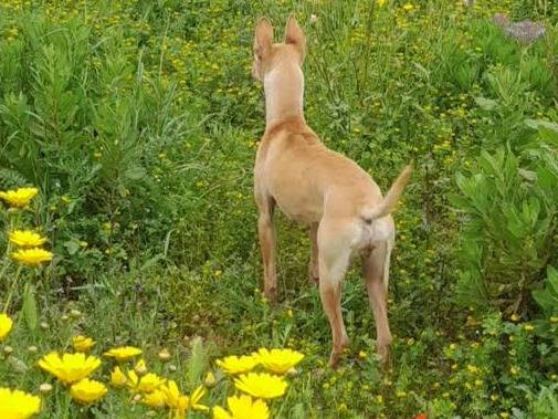 Adotta un cane, taglia piccola, maschio, Padova