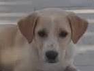 Adozione cane, maschio, Piccolo Levriero Italiano Razza sconosciuta, 1 mesi, taglia piccola, Padova
