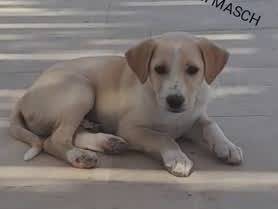 Adotta un cane, maschio, 1 mesi, Padova