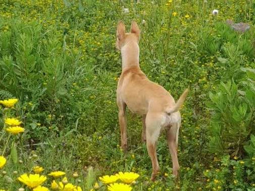Adotta un cane, taglia piccola, maschio, Padova