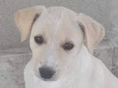 Adozione cane, femmina, Piccolo Levriero Italiano Razza sconosciuta, 1 mesi, taglia piccola, Padova