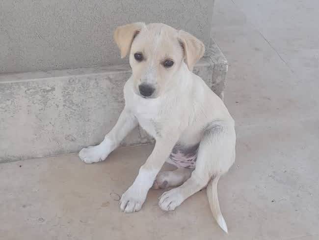 Adotta un cane, femmina, 1 mesi, Padova
