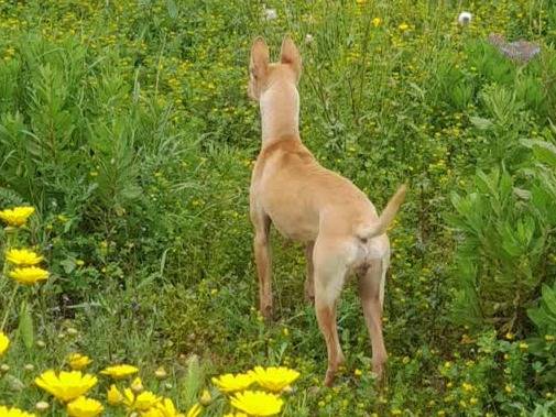 Adotta un cane, taglia piccola, femmina, Padova