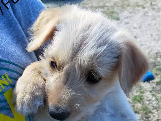 Adozione cane, femmina, Piccolo Levriero Italiano Razza sconosciuta, 1 mesi, taglia piccola, Padova