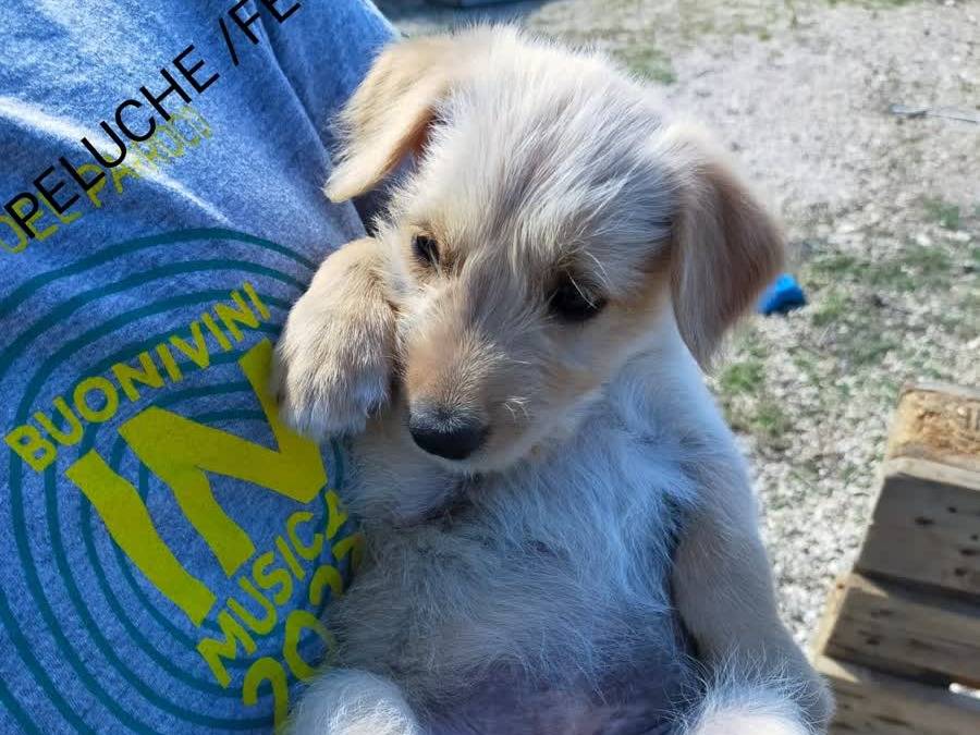 Adotta un cane, femmina, 1 mesi, Padova