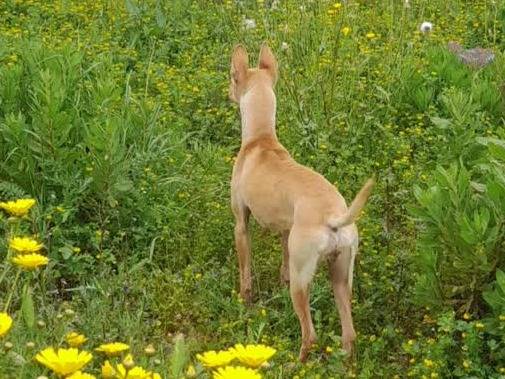 Adotta un cane, taglia piccola, femmina, Padova