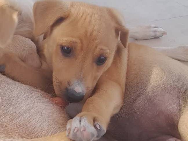 Adozione cane, femmina, Piccolo Levriero Italiano Razza sconosciuta, 1 mesi, taglia piccola, Padova