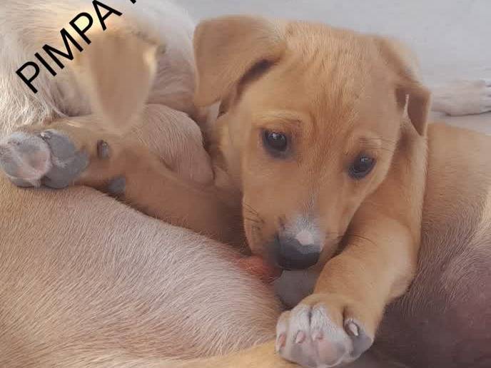 Adotta un cane, femmina, 1 mesi, Padova