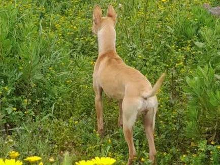 Adotta un cane, taglia piccola, femmina, Padova