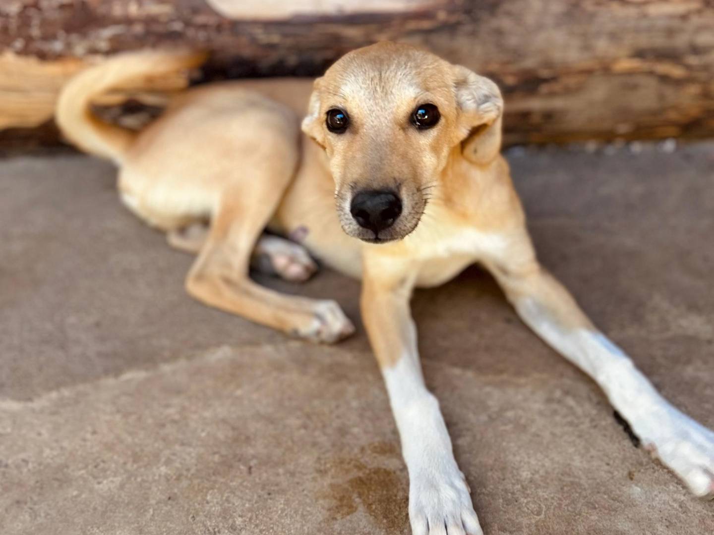 Adozione cane, femmina, Razza sconosciuta Razza sconosciuta, 4 mesi, taglia media, Crotone