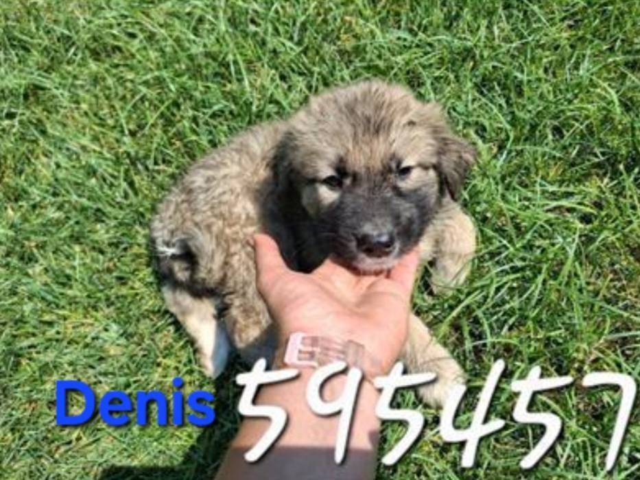 Adotta un cane, maschio, 5 mesi, Crotone