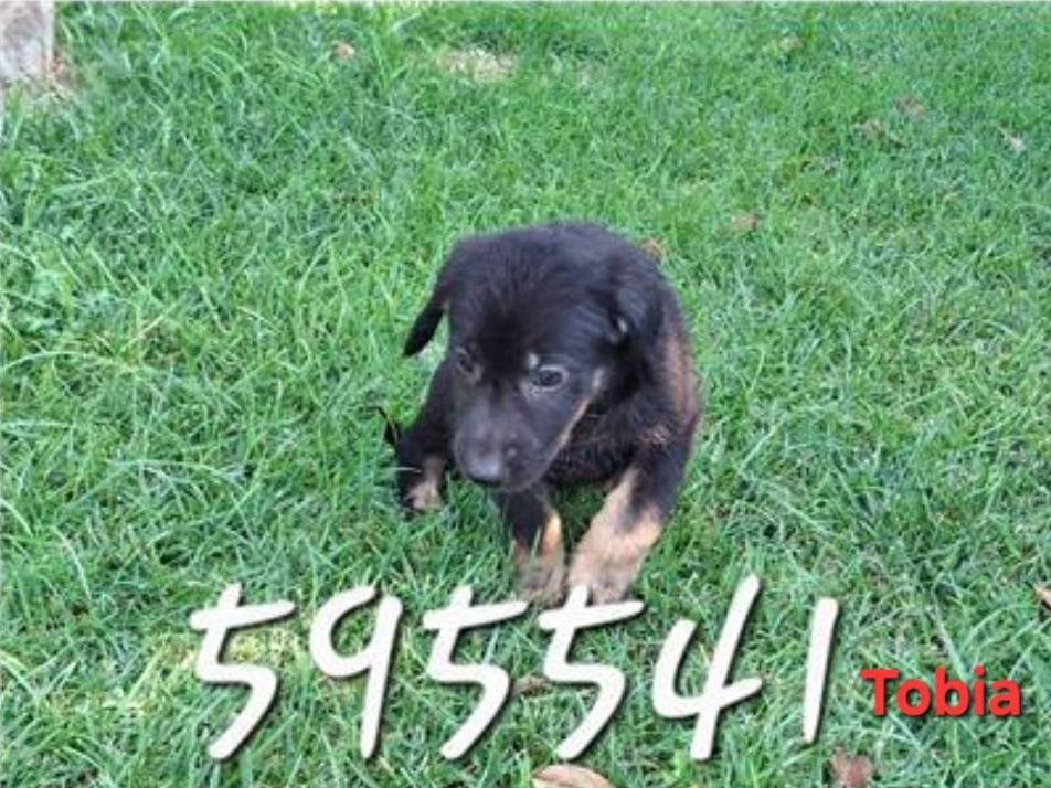 Adotta un cane, taglia media, maschio, Crotone