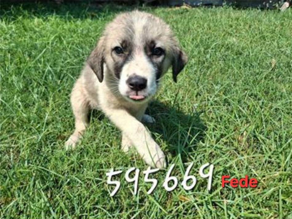 Adozione cane, femmina, Razza sconosciuta Razza sconosciuta, 5 mesi, taglia media, Crotone