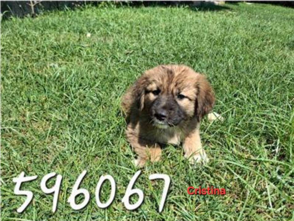 Adotta un cane, femmina, 5 mesi, Crotone