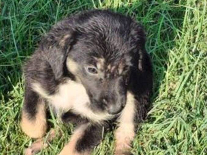 Adotta un cane, taglia media, femmina, Crotone