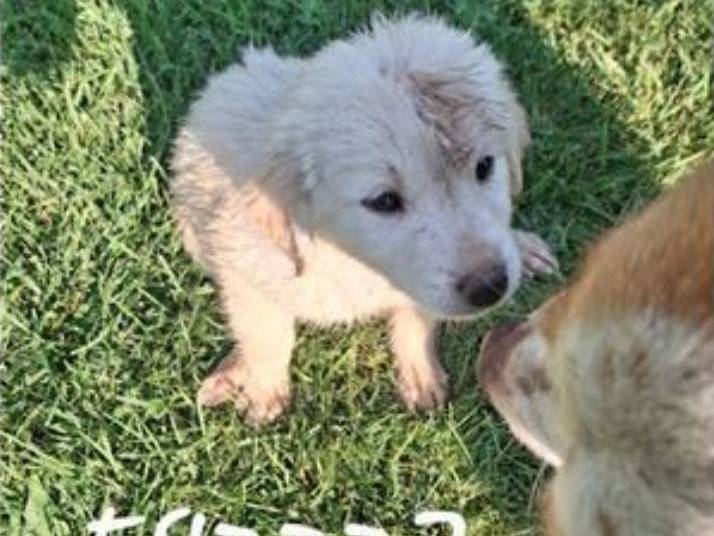 Vuoi adottare un cane a Crotone?