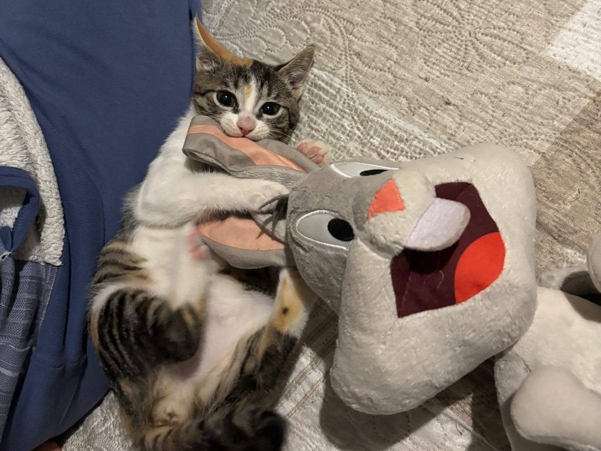 Adotta un gatto, femmina, 2 mesi, Viterbo